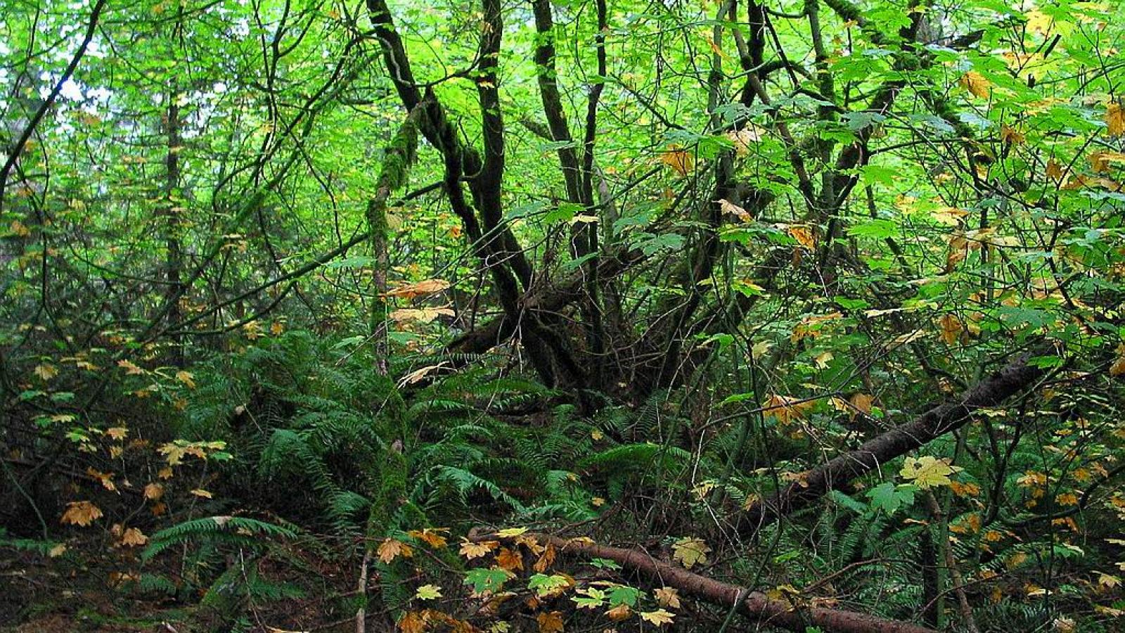 The Thicket